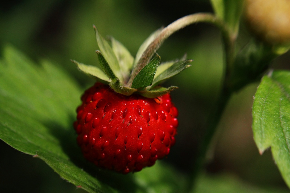 W audycji m.in. o poziomce, nie tylko jej owocu, ale także o liściach, które mają wspaniałe właściwości zdrowotne [fot. https://pixabay.com/pl]
