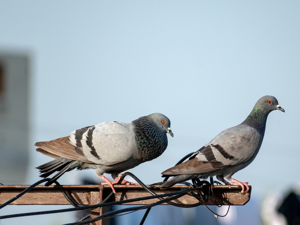 Gołębie – jedni je dokarmiają, inni przeganiają [fot. https://pixabay.com/pl]