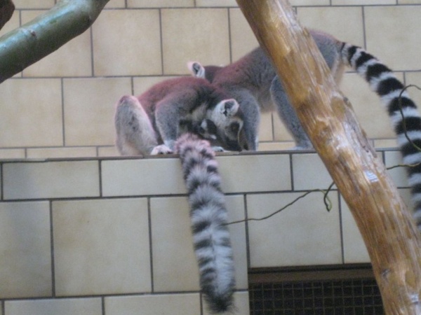 W opolskim ZOO urodziły się bliźniaki lemurów katta, fot. Monika Antczak