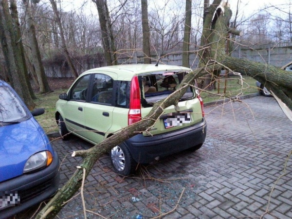 Drzewo spadło na auta na ul. Wojska Polskiego w Opolu