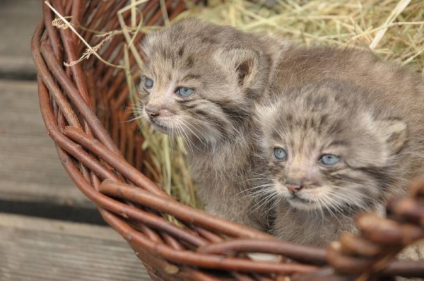 W opolskim zoo urodziły się cztery manule.