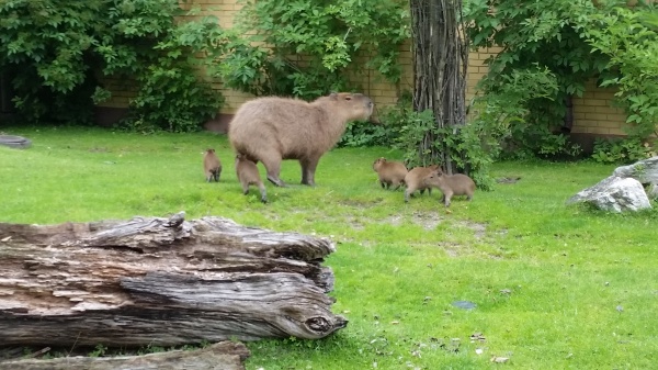 Młode kapibary na wybiegu w opolskim ZOO