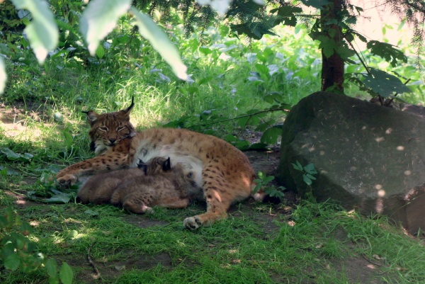 Młode rysie karpackie z matką na wybiegu w opolskim ZOO