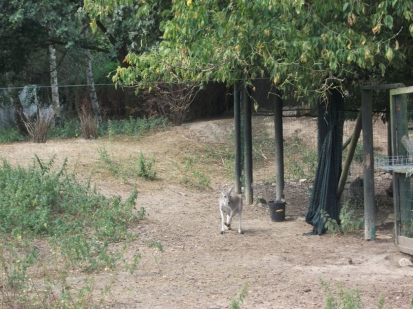 Kangur w opolskim zoo, fot. Monika Antczak