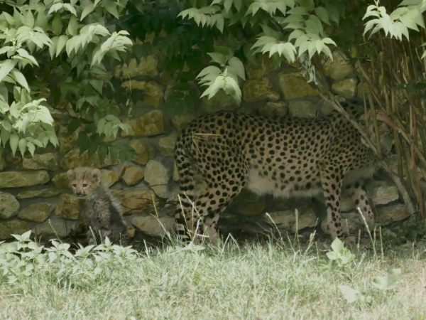 Młode gepardy w opolskim zoo, fot. Monika Antczak