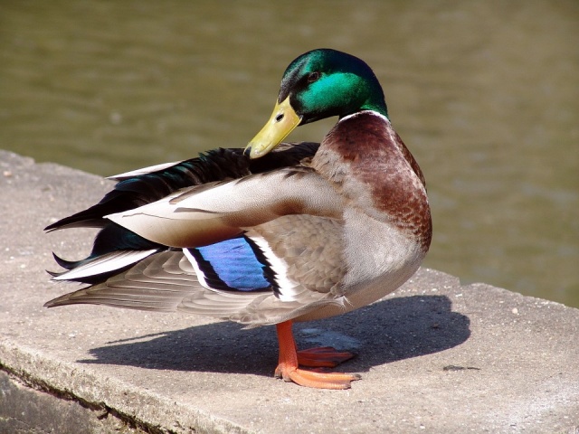 Ptactwo dzikie było źródłem zarażenia grypą ptaków w miejscowości Włochy