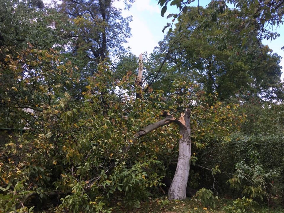 Połamane drzewa po burzy [fot. Barbara Więcek]