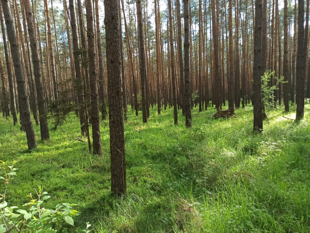 Lasy Państwowe zapowiadają walkę z chrabąszczami i osnują. W powietrze wzbije się dromader z preparatem na szkodniki