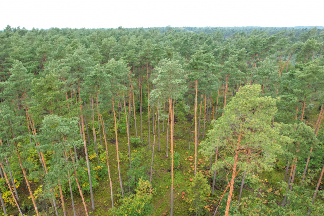 Niezbędne jest zachowanie równowagi w gospodarce leśnej. Nadleśniczy Marek Cholewa gościem Radia Opole