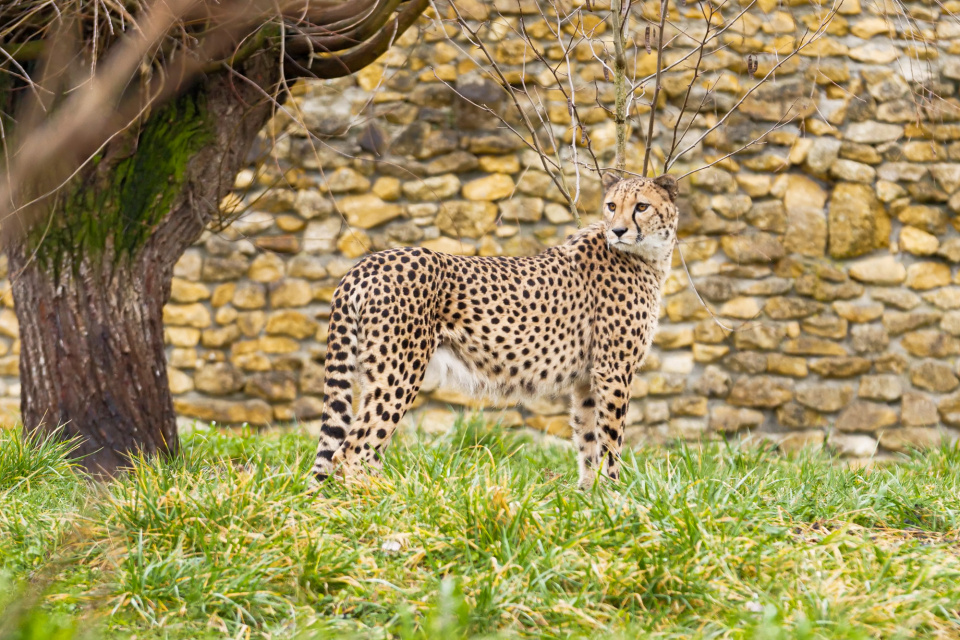 Gepard w opolskim zoo [fot. Adam Dubiński]