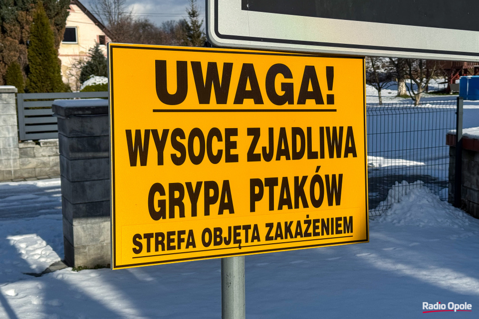 Ptasia grypa [fot. Adam Dubiński]