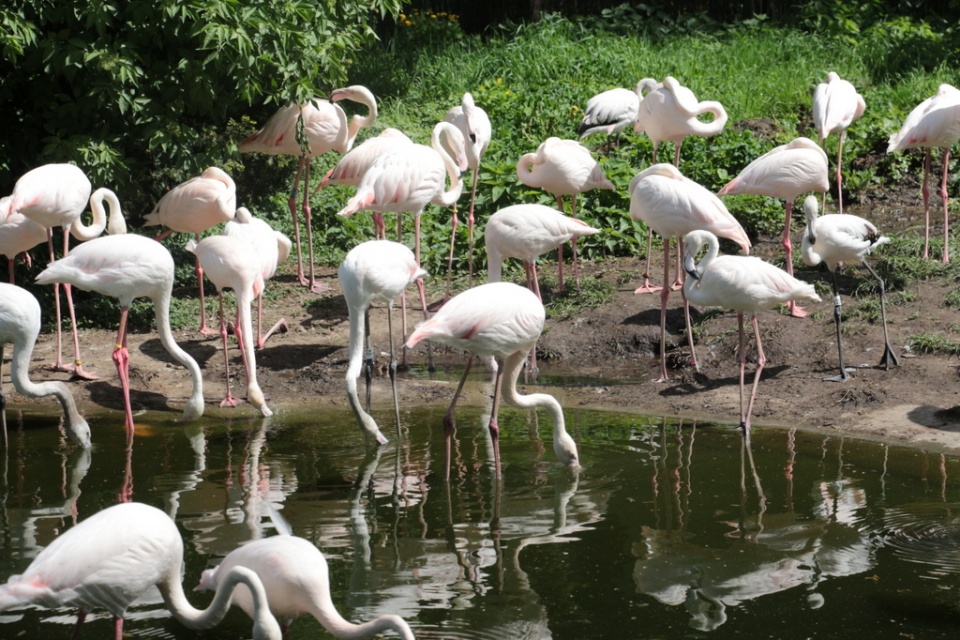 Flamingi w ZOO Opole [fot. Barbara Tyslik]
