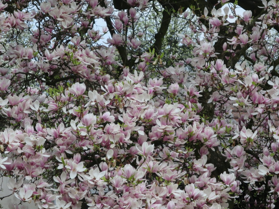 Kwitnące magnolie na Pasiece [fot. Barbara Tyslik]