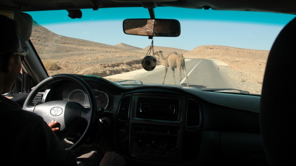 Wielbłąd na drodze [fot. Jason Rogers]