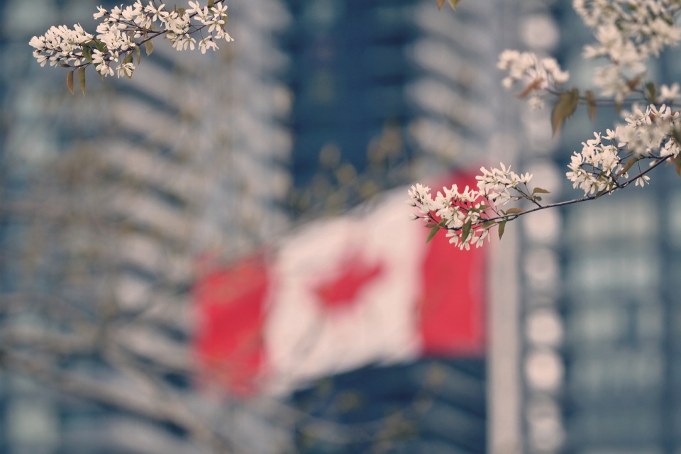 Flaga Kanady [zdj. Boris Kasimov, źródło: www.flickr.com]