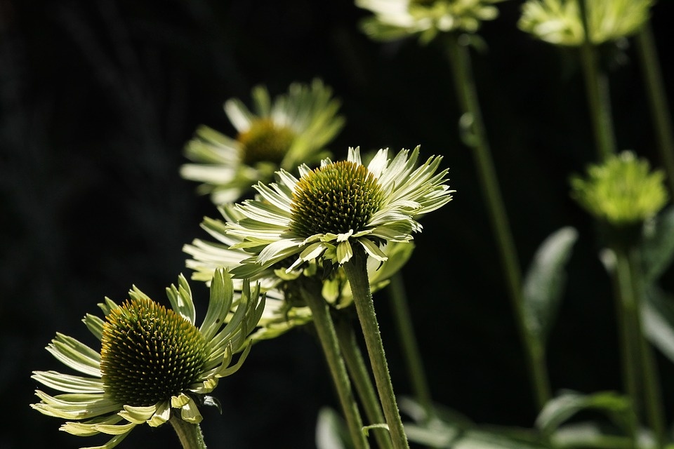 Jeżówka, czyli echinacea, to roślina, której właściwości lecznicze odkryli Indianie [fot. https://pixabay.com/pl]