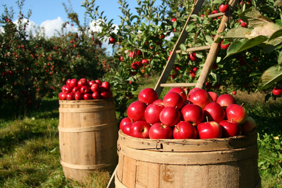 Najpopularniejsze polskie owoce - jabłka [fot. https://pixabay.com/pl]