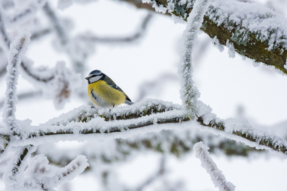 O radości z posiadania ogrodu, bieleniu drzewek, dokarmianiu ptaków zimą i warzywach ekologicznych [fot. https://pixabay.com/pl]