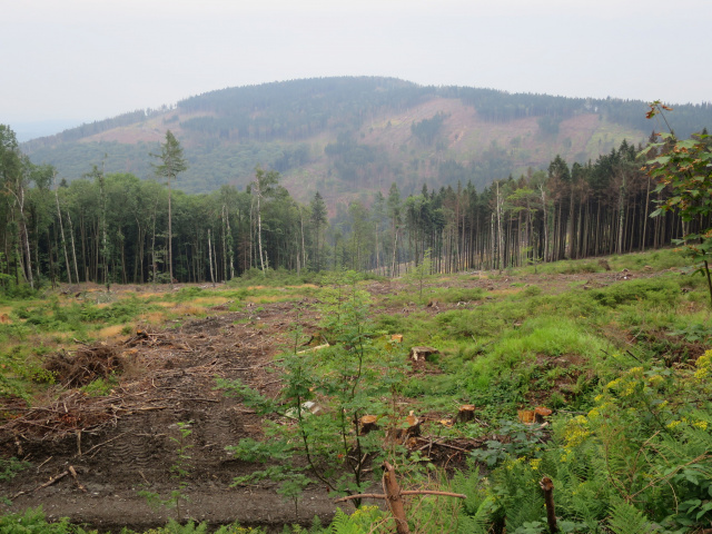 Jak wycinka drzew ma pomóc w uratowaniu Puszczy Białowieskiej Pytamy o to leśnika