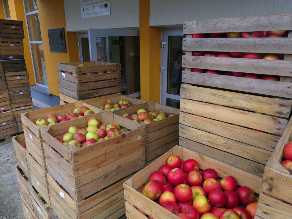 Darmowe jabłka dla przedszkolaków z Krapkowic [ foto: Bogusław Kalisz ]