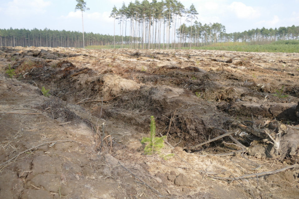 Sadzenie lasów w Nadleśnictwie Olesno [fot. Monika Antczak]