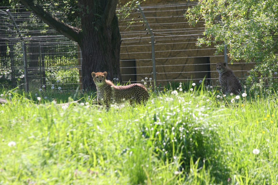 Gerpard zoo Opole [fot. Kamila Gal-Skorupa]
