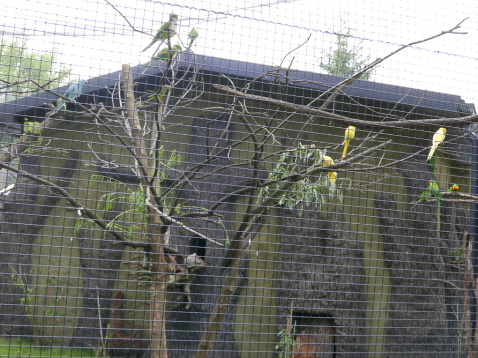 Nowa woliera dla papug w opolskim zoo [fot. Monika Pawłowska]