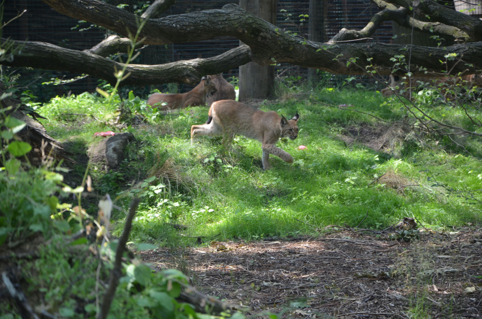 Wybieg dla dzikich kotów w opolskim zoo [fot. Piotr Wrona]