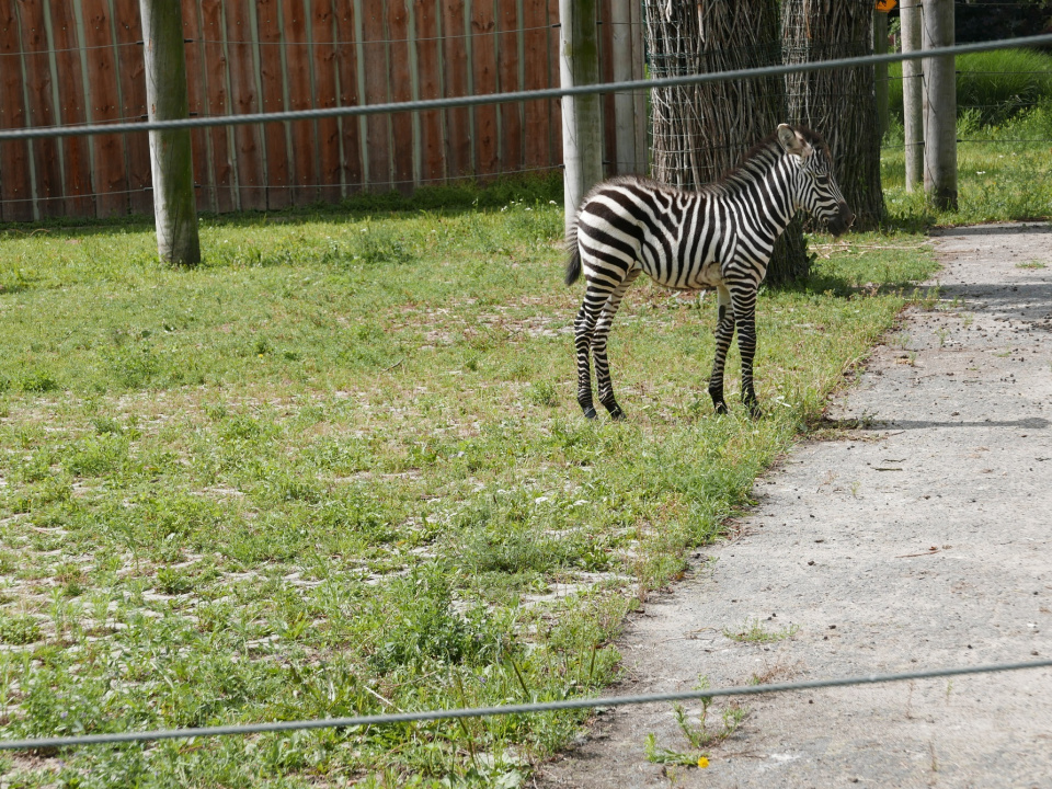 Młoda zebra w opolskim zoo [ fot. Kamila Gal-Skorupa]