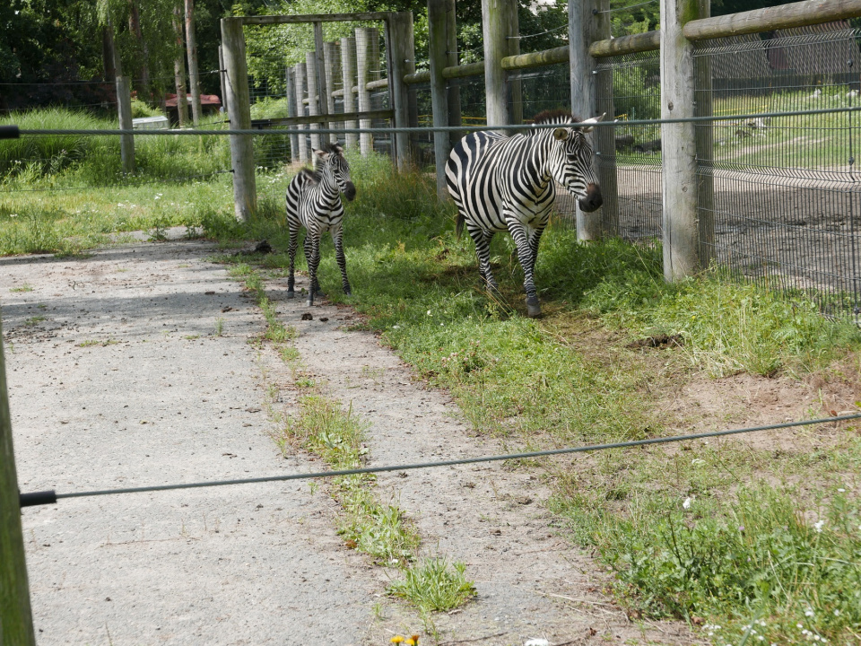 Młoda zebra ze swoją matką w opolskim zoo [ fot. Kamila Gal-Skorupa]