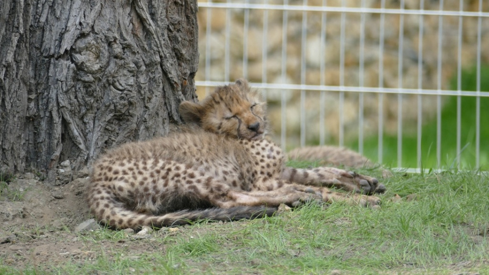 Dziewięć gepardów przyszło na świat w opolskim zoo [fot. Katarzyna Zawadzka]