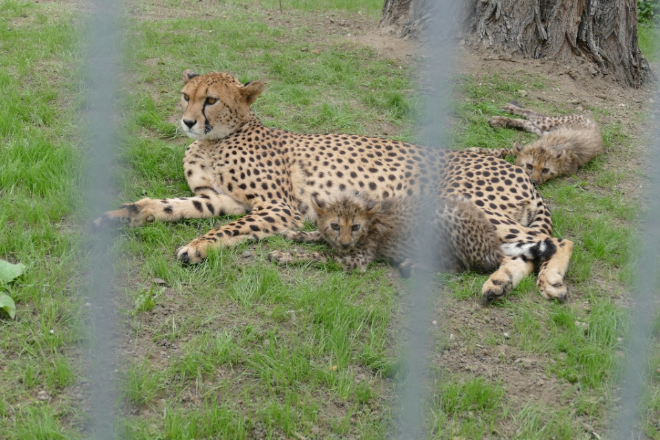 Dziewięć gepardów przyszło na świat w opolskim zoo [fot. Katarzyna Zawadzka]