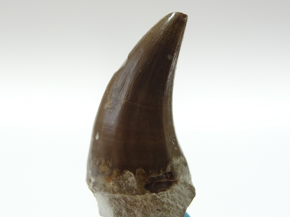 Skamieniałości zębów [fot. archiwum dr hab. Elena Jagt-Yazykova]