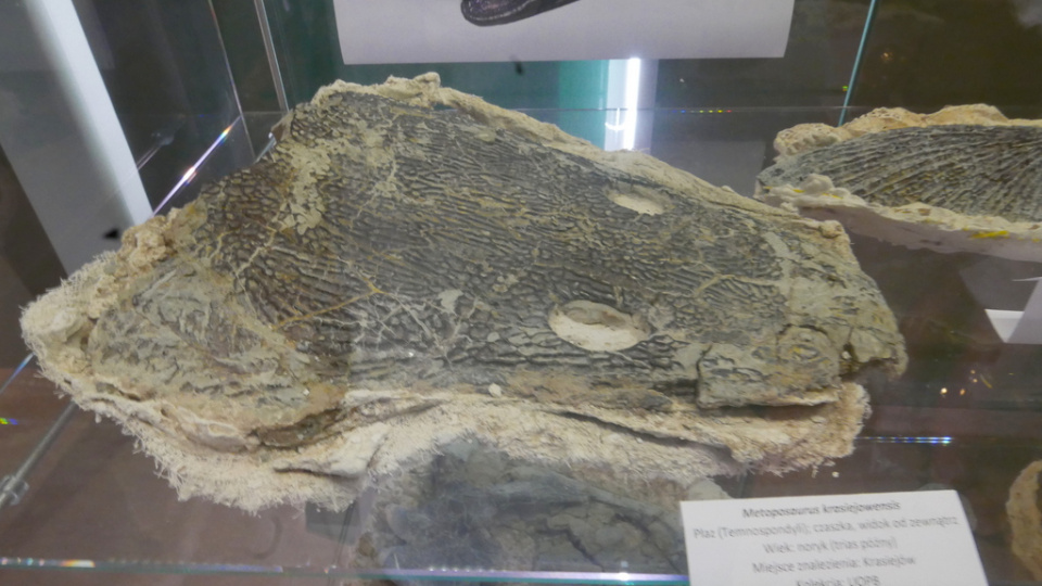 Wystawa "Paleontologiczne Skarby Ziemi Opolskiej" [fot. Witold Wośtak]