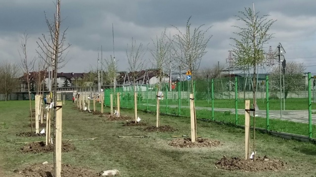 Mieszkańcy Opola posadzą setkę drzew