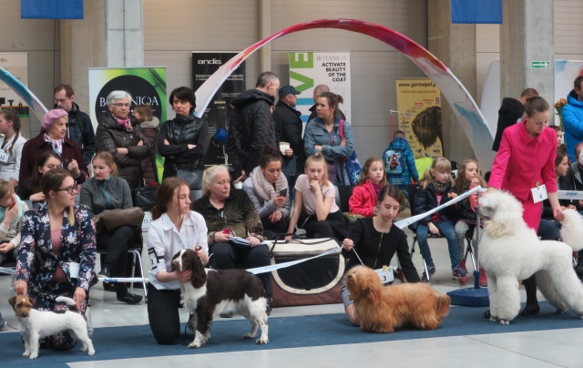 Najpiękniejsze psy zaprezentowały się w Opolu. Trwa XXXVI Międzynarodowa Wystawa Psów Rasowych