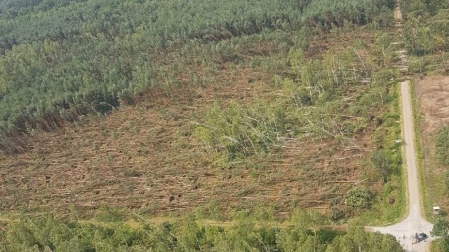 1500 hektarów lasów zniszczone przez wichurę. To wielkość rocznego pozyskania drewna 3-4 nadleśnictw