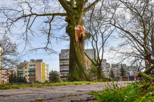 Nie żyje pracownik brzeskiego MOSiR-u, który spadł z drabiny podczas przycinania gałęzi