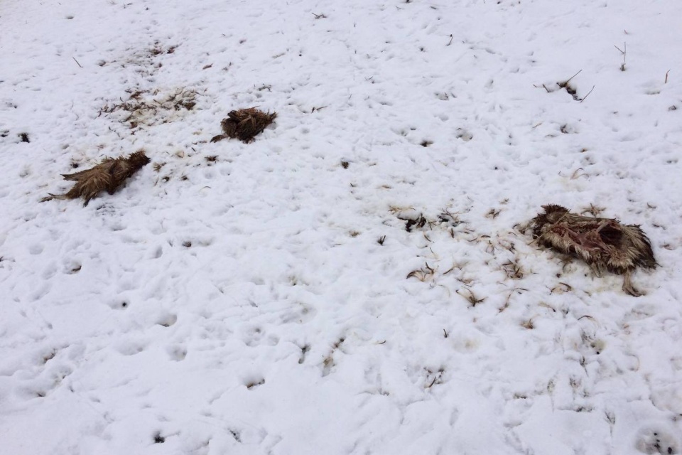 Martwe kury na polu koło Szymiszowa [fot. archiwum prywatne]