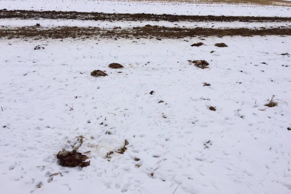 Martwe kury na polu koło Szymiszowa [fot. archiwum prywatne]