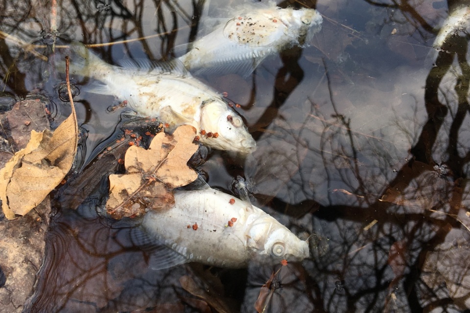 Martwe ryby w stawie pod Grodziskiem [fot. Agnieszka Pospiszyl]