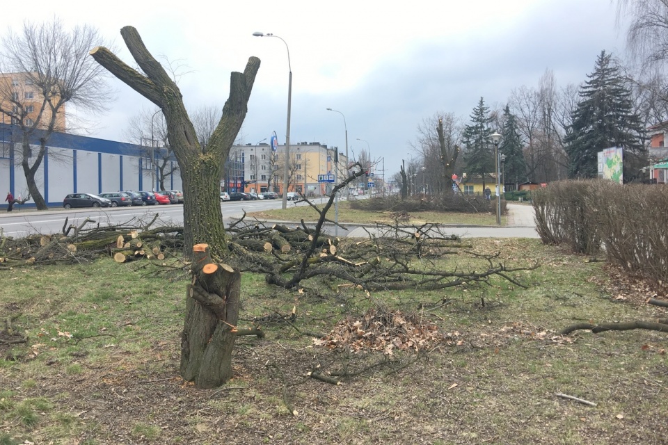 Wycinane drzewa przy al. Jana Pawła II w Kędzierzynie-Koźlu [fot. Agnieszka Pospiszyl]
