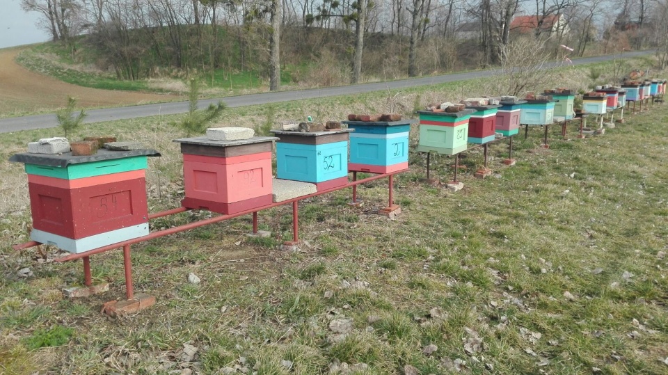 Złodzieje pszczół na Opolszczyźnie. W weekend z pasiek w gminie Głubczyce skradziono 28 uli [fot. Agata Lubak]