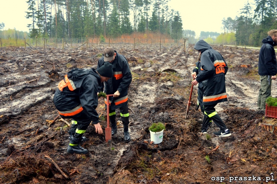 Strażacy z Praszki sadzą las [fot. OSP Praszka]