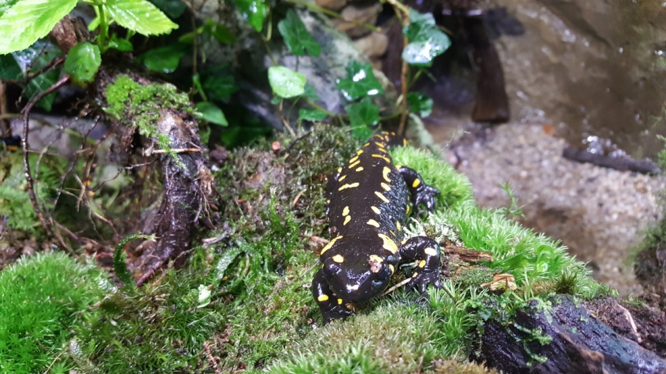 Dorosła salamandra plamista w opolskim zoo [fot. Daria Placek]