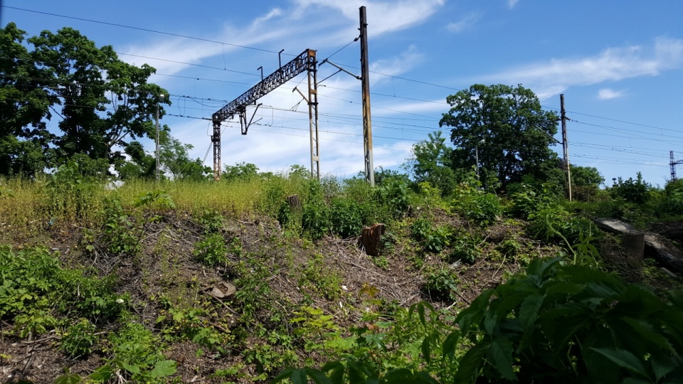 Nasyp kolejowy na Pasiece, z którego wycięto drzewa [fot. Daria Placek]