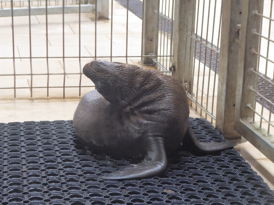 W opolskim zoo na świat przyszła mała uchatka kalifornijska [fot. Ewelina Laxy]