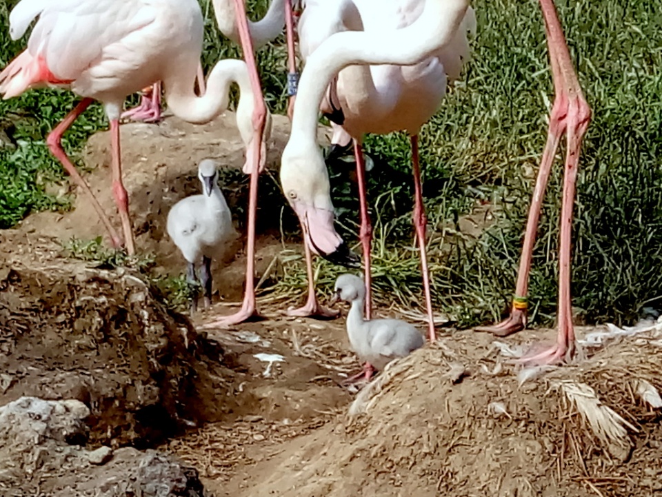 Pisklęta flamingów w opolskim zoo [fot. Witek Wośtak]