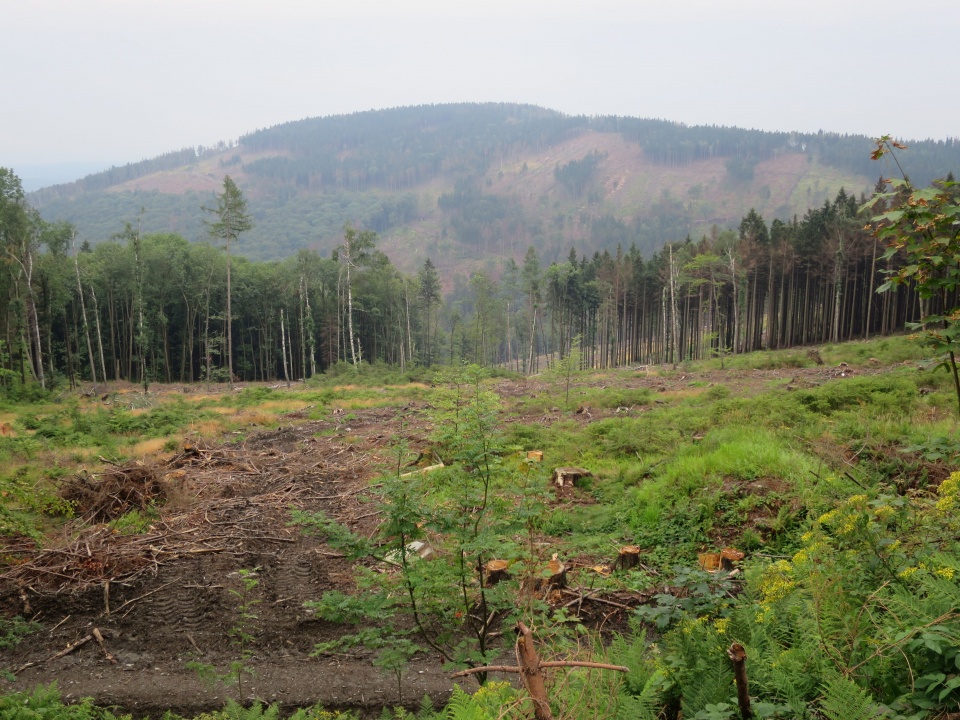 W masywie Kopy Biskupiej pojawiły się naturalne odnowienia lasu [zdj. Jan Poniatyszyn]
