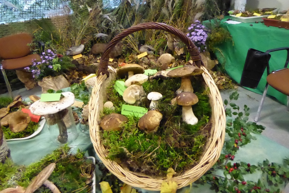 Wystawa grzybów w WSSE w Opolu [fot. Monika Pawłowska]